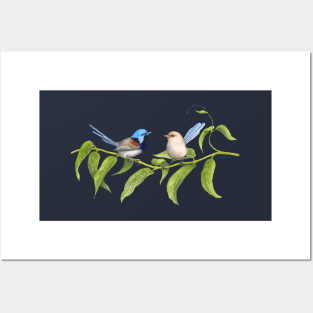 Variegated Fairy-Wrens - by Nadya Neklioudova Posters and Art